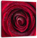 Rosenblüte Nahaufnahme Leinwandbild Quadratisch