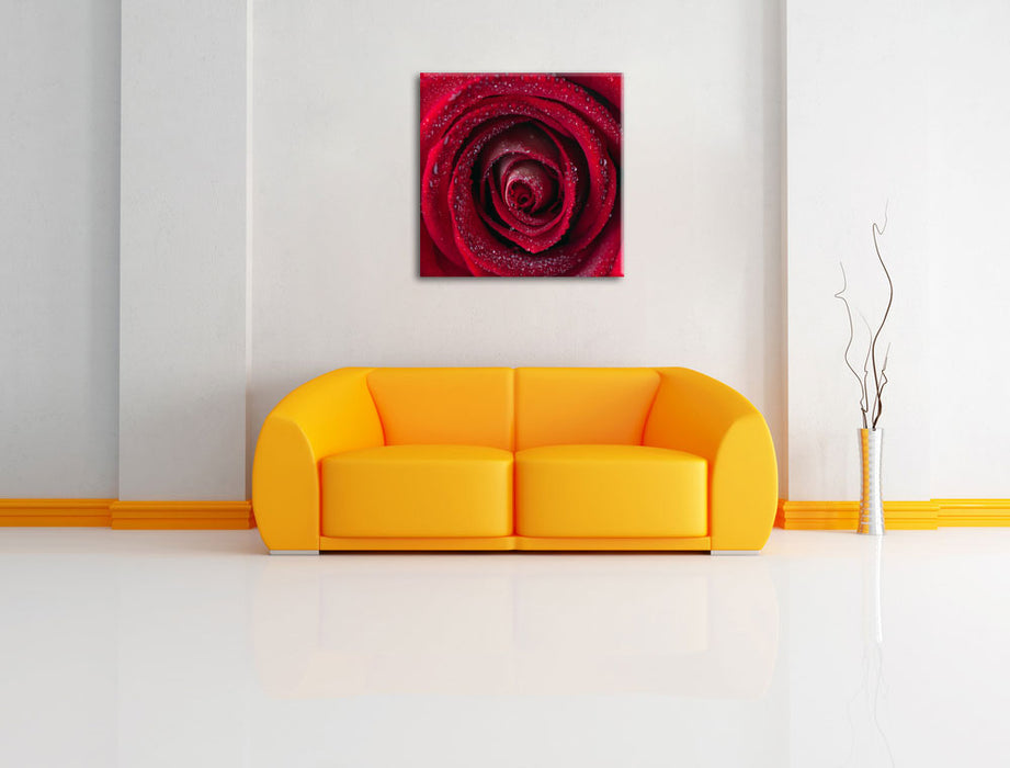 Rosenblüte Nahaufnahme Leinwandbild Quadratisch über Sofa