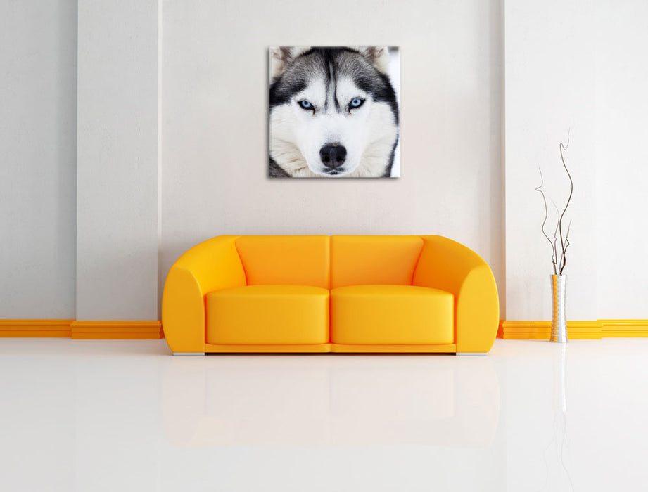 Husky Leinwandbild Quadratisch über Sofa
