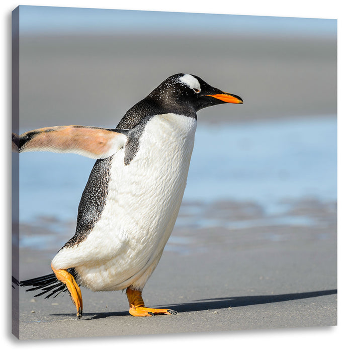 Pinguin am Strand Leinwandbild Quadratisch