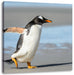 Pinguin am Strand Leinwandbild Quadratisch