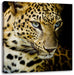 Leopard mit blauen Augen Leinwandbild Quadratisch