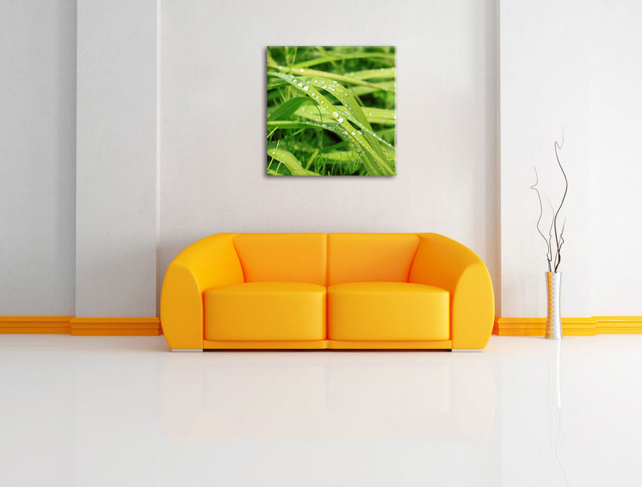 Grashalme Leinwandbild Quadratisch über Sofa