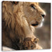 Löwe mit Löwenbaby Leinwandbild Quadratisch