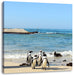 Pinguine am Strand Leinwandbild Quadratisch