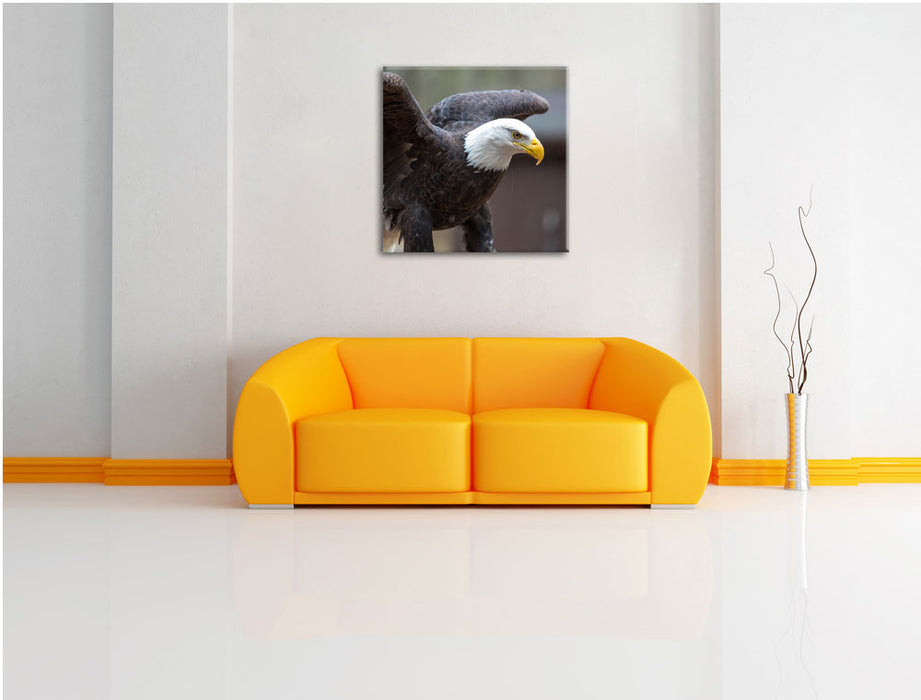 Adler Leinwandbild Quadratisch über Sofa