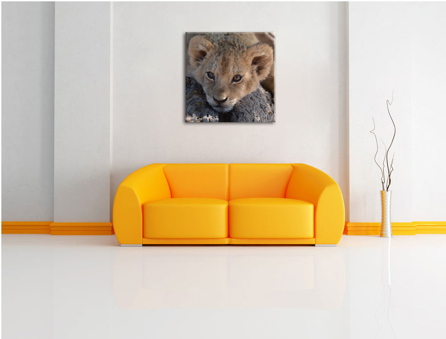Süßes Löwenbaby Leinwandbild Quadratisch über Sofa
