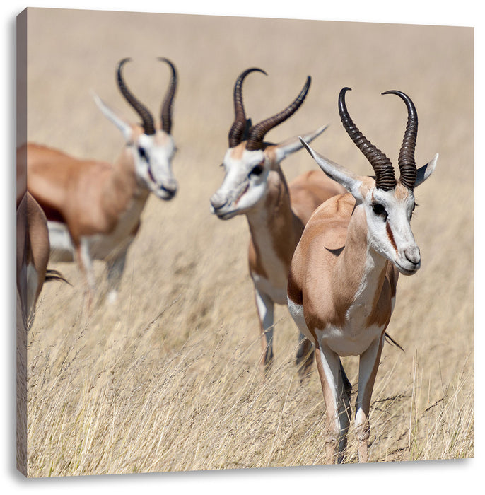 Antilopen in Savanne Afrika Leinwandbild Quadratisch
