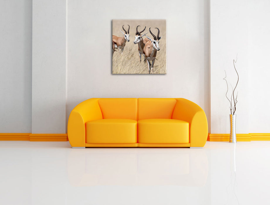 Antilopen in Savanne Afrika Leinwandbild Quadratisch über Sofa