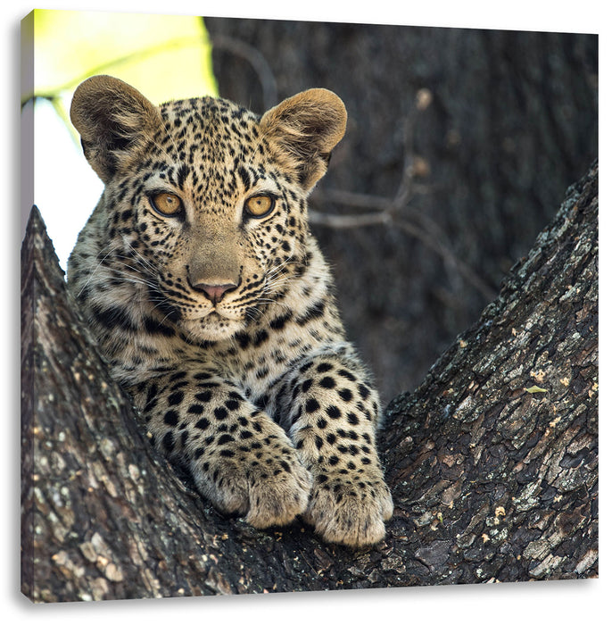 Leopardenbaby Leinwandbild Quadratisch