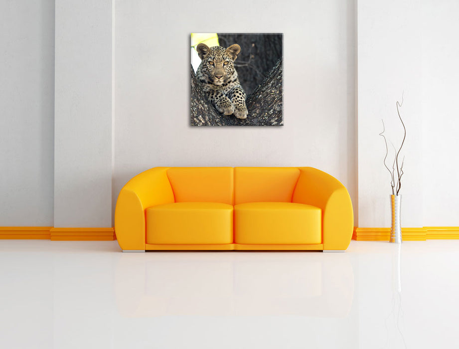 Leopardenbaby Leinwandbild Quadratisch über Sofa