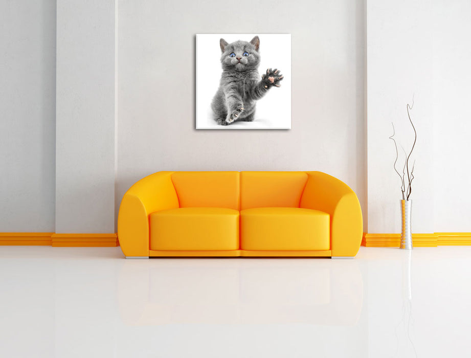 Babykatze die bettelt Leinwandbild Quadratisch über Sofa