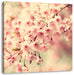 Kirschblüten Leinwandbild Quadratisch