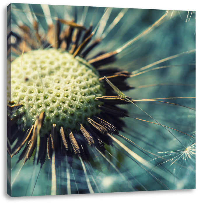 Pusteblume Leinwandbild Quadratisch