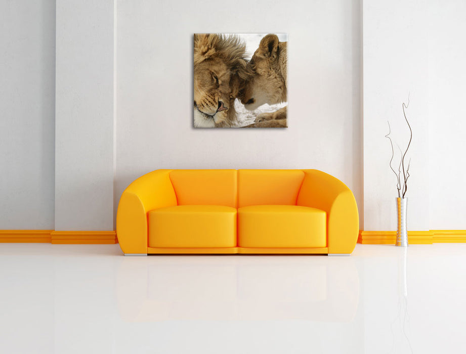 Kuschelnde Löwen Leinwandbild Quadratisch über Sofa
