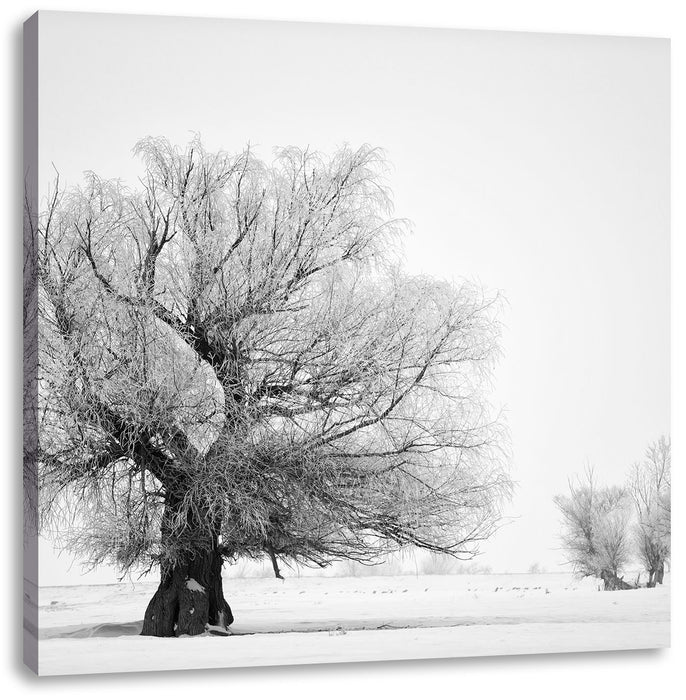 Bäume im Schnee Nebel Leinwandbild Quadratisch