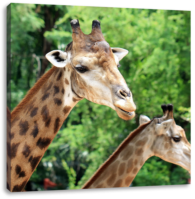 Giraffen Leinwandbild Quadratisch