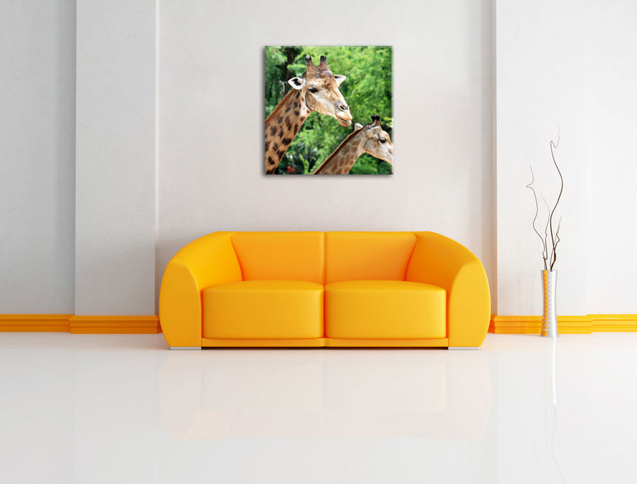Giraffen Leinwandbild Quadratisch über Sofa