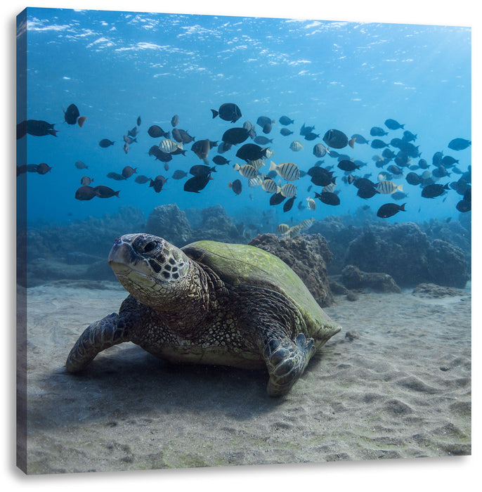 Schildkröte am Meeresboden Leinwandbild Quadratisch