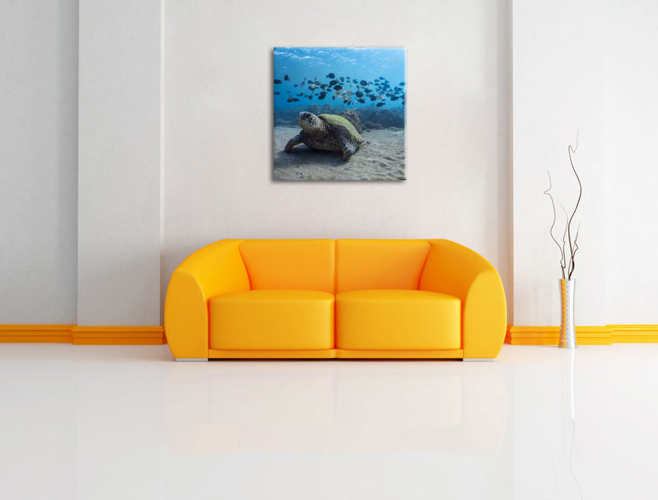 Schildkröte am Meeresboden Leinwandbild Quadratisch über Sofa