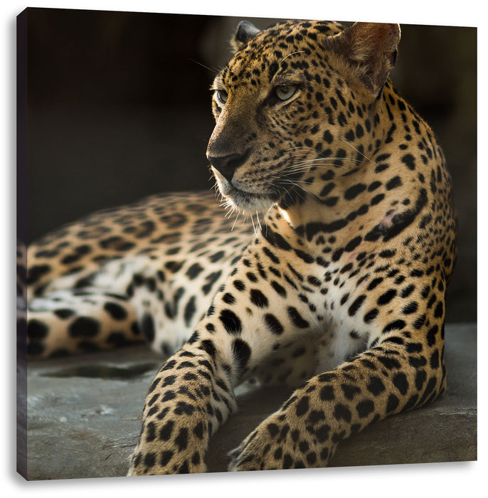 Majestäischer Leopard Leinwandbild Quadratisch
