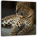 Majestäischer Leopard Leinwandbild Quadratisch