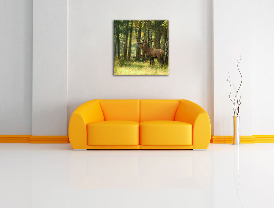 Hirsch im Wald Leinwandbild Quadratisch über Sofa