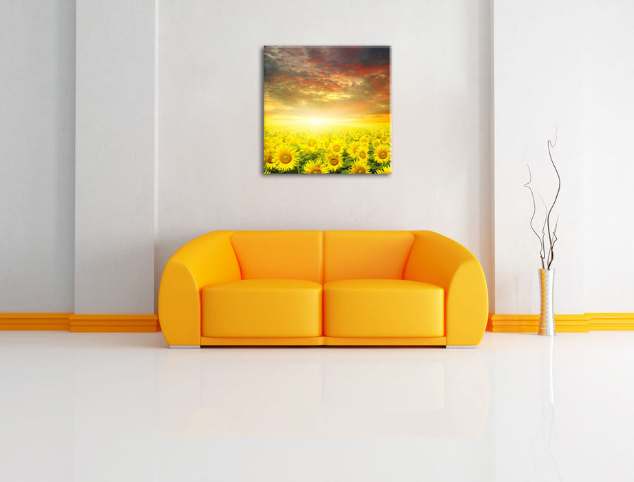 Sonnenblumenfeld Leinwandbild Quadratisch über Sofa