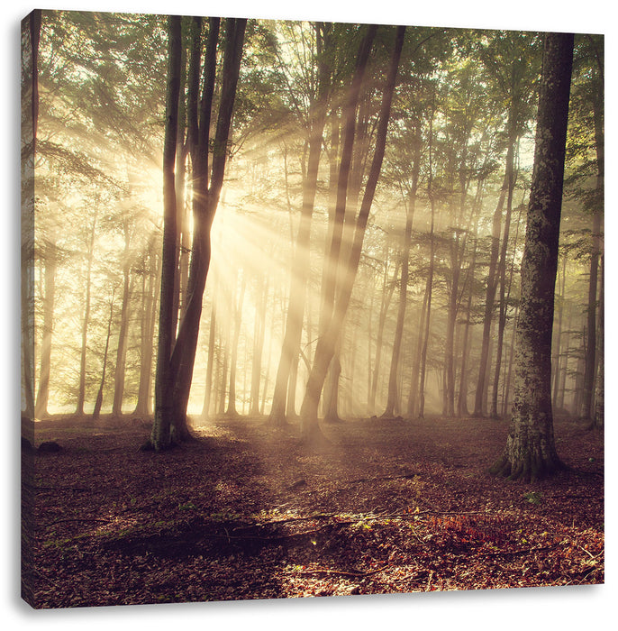 Waldlichtung im Sonnenschein Leinwandbild Quadratisch