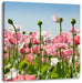 Blumenwiese Mohnblumen Leinwandbild Quadratisch