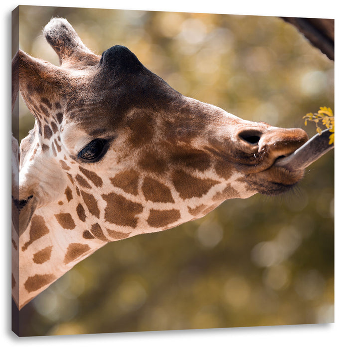 Giraffe Gesicht Leinwandbild Quadratisch