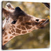 Giraffe Gesicht Leinwandbild Quadratisch