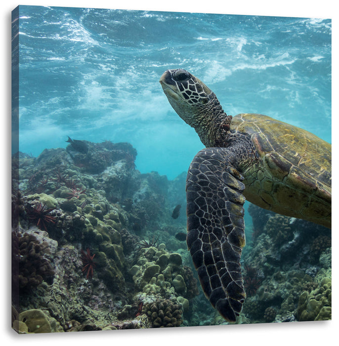 Schildkröte im Pazifik Leinwandbild Quadratisch