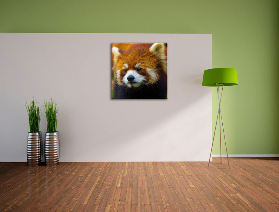 Roter Pandabär auf Ast Leinwand Quadratisch im Flur