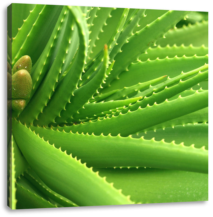 Aloe Vera Leinwandbild Quadratisch