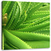 Aloe Vera Leinwandbild Quadratisch