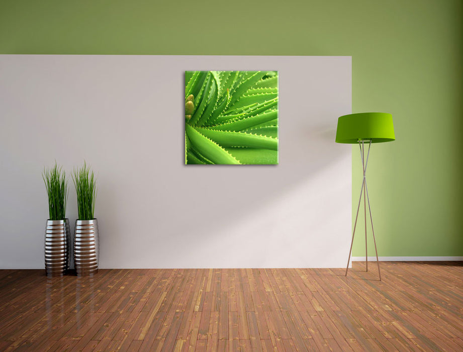 Aloe Vera Leinwand Quadratisch im Flur