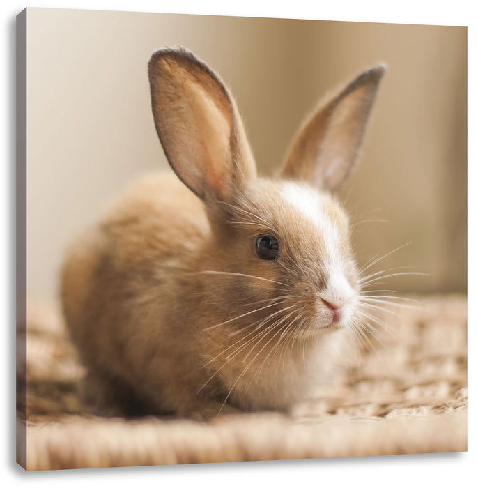 Süßes Kaninchen Leinwandbild Quadratisch