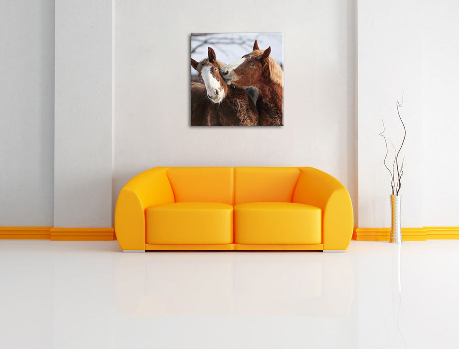 schmusende Pferde Leinwandbild Quadratisch über Sofa