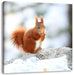 Eichhörnchen im Schnee Leinwandbild Quadratisch