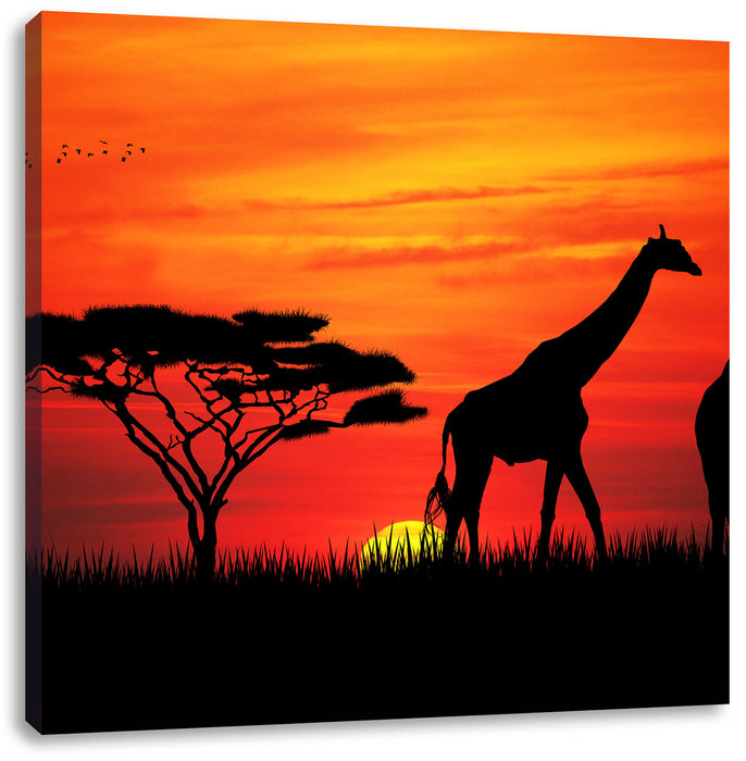 Afrika Giraffen im Sonnenuntergang Leinwandbild Quadratisch