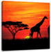 Afrika Giraffen im Sonnenuntergang Leinwandbild Quadratisch