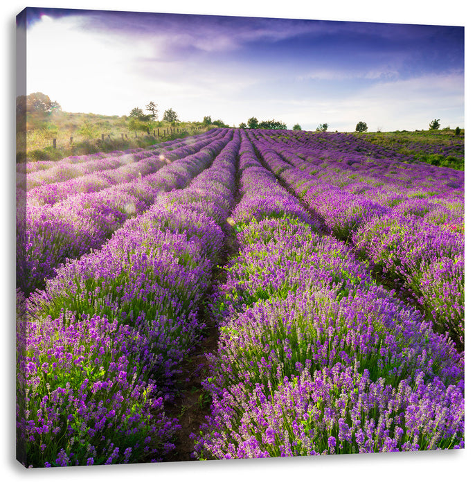 Lavendelfeld Provence Leinwandbild Quadratisch
