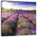 Lavendelfeld Provence Leinwandbild Quadratisch