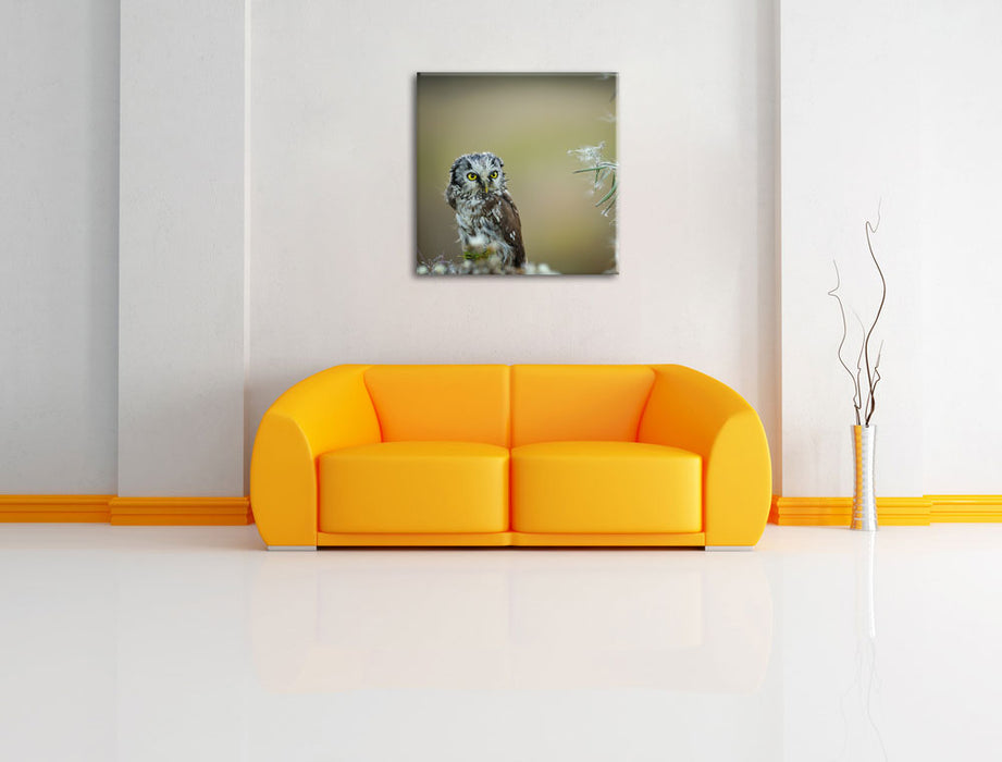 Kauz bestaunt Blatt Leinwandbild Quadratisch über Sofa