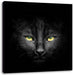 Dark schwarzes Katzengesicht Leinwandbild Quadratisch