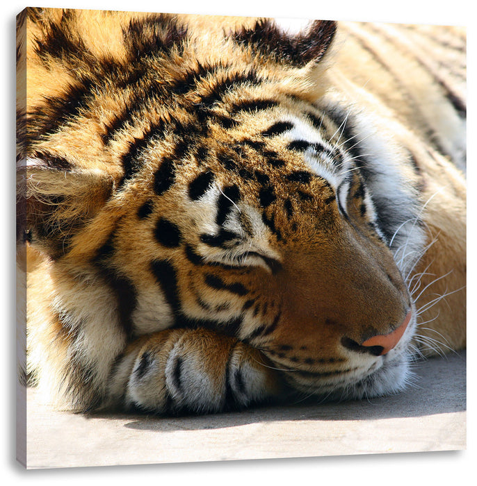 Verschlafener Tiger Leinwandbild Quadratisch