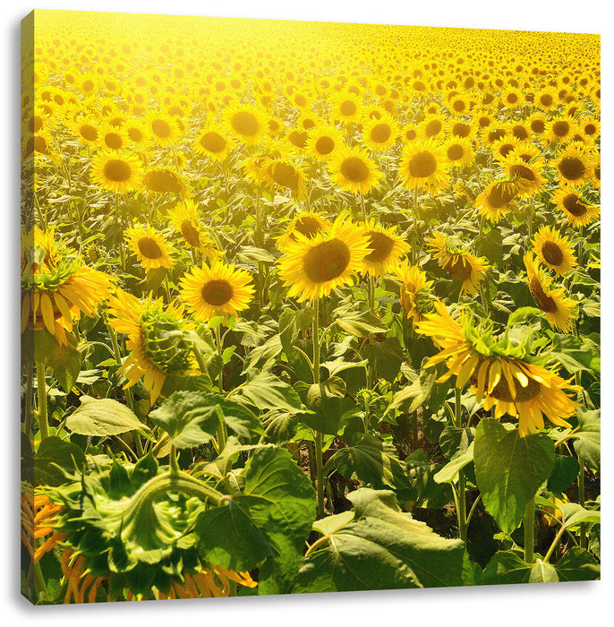 Riesiges Sonnenblumenfeld Leinwandbild Quadratisch