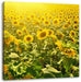 Riesiges Sonnenblumenfeld Leinwandbild Quadratisch