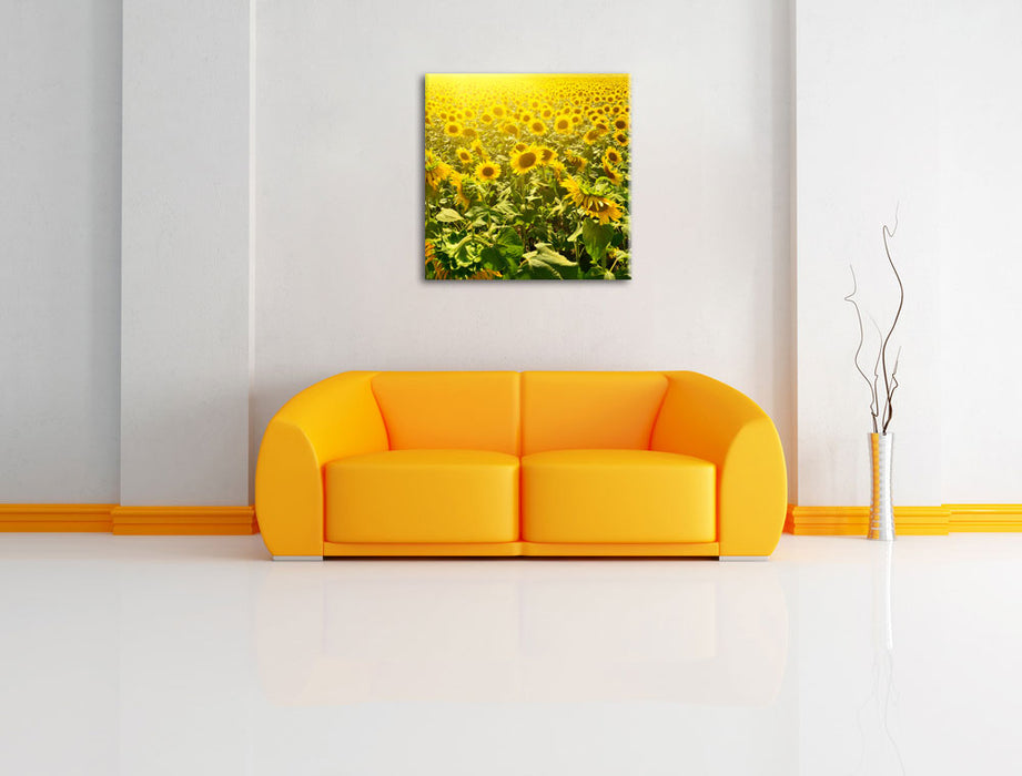 Riesiges Sonnenblumenfeld Leinwandbild Quadratisch über Sofa